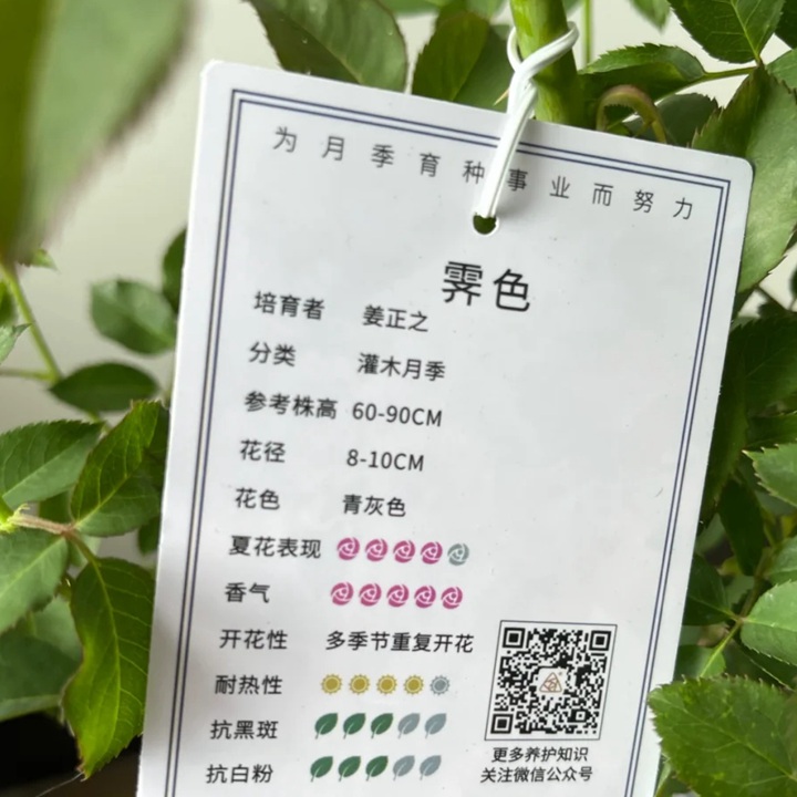 霽色月季2.5L扦插苗開(kāi)箱