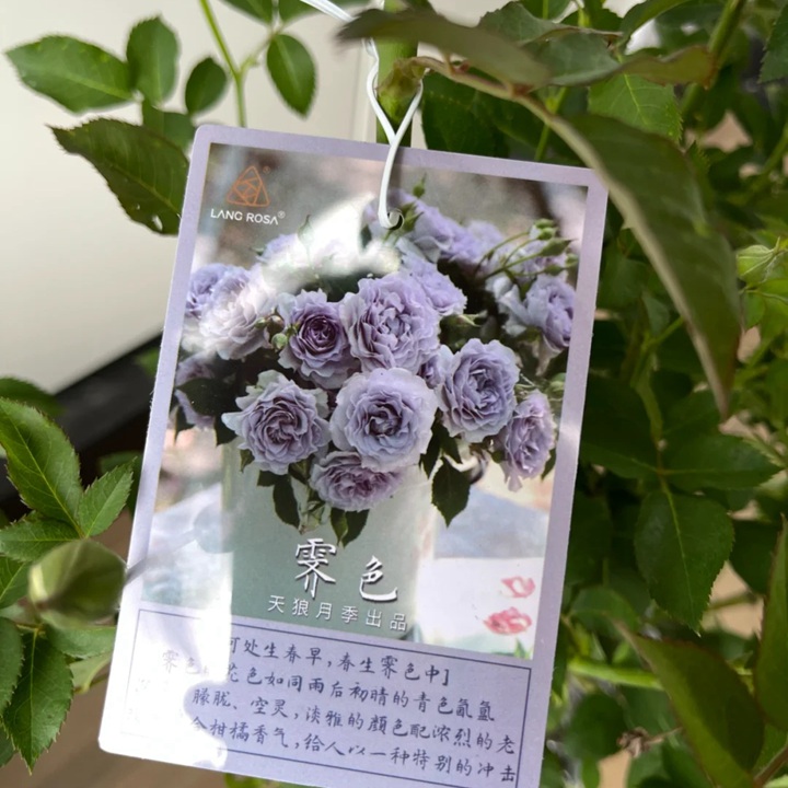 霽色月季2.5L扦插苗開(kāi)箱
