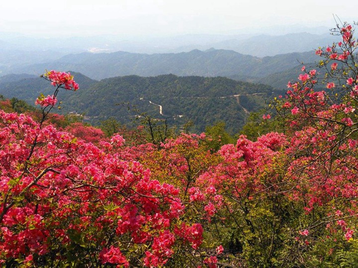 杜鵑花的養(yǎng)殖方法和注意事項