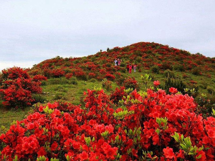 杜鵑花的養(yǎng)殖方法和注意事項