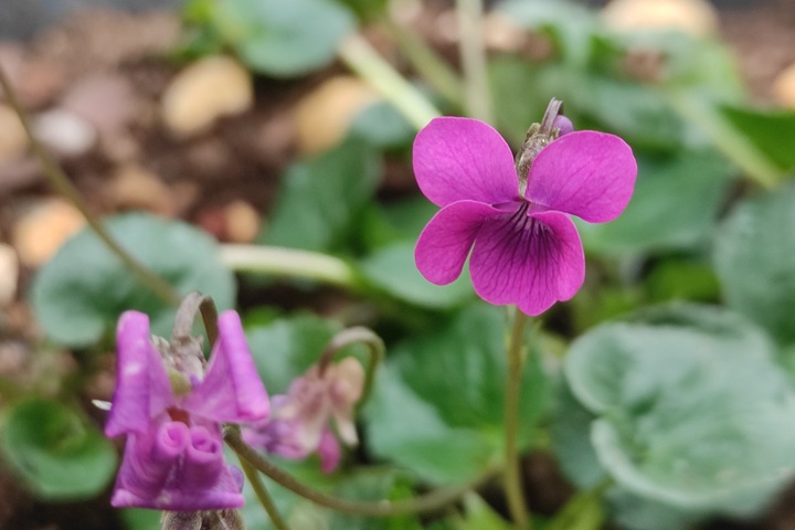 堇菜種子播種時(shí)間和方法