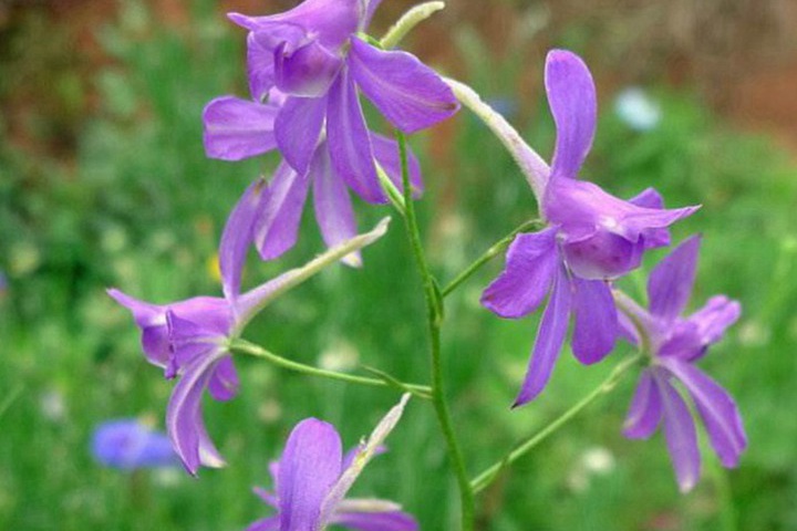 千鳥草種子圖片_價(jià)格_種植方法