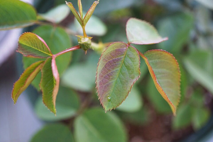 冬天月季葉片為什么會變紅