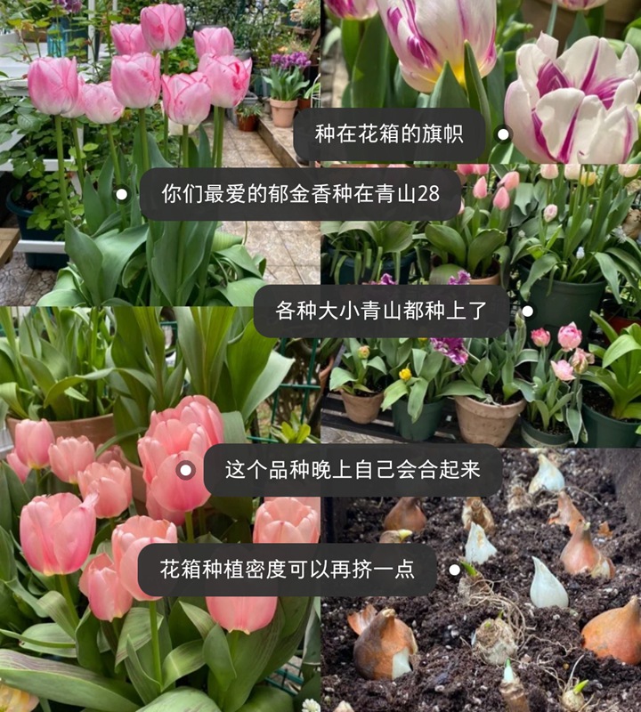 郁金香用什么盆種植，盆栽用什么土比較好