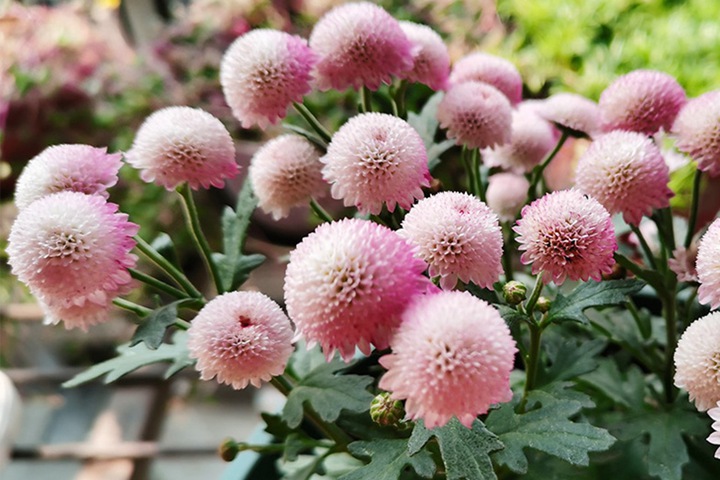 珠玉之卵的花期，怎么養(yǎng)護