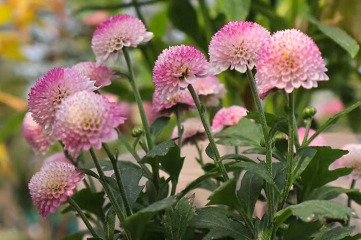 珠玉之卵的花期，怎么養(yǎng)護