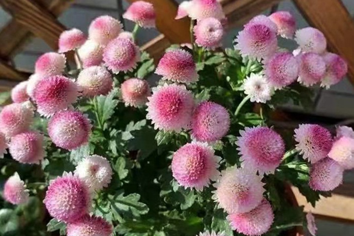珠玉之卵的花期，怎么養(yǎng)護