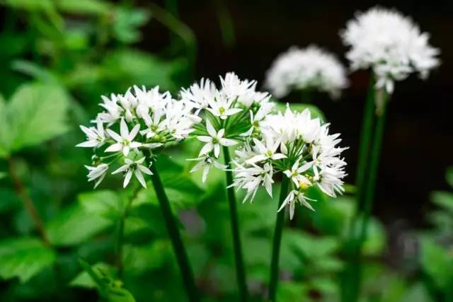 哪些花園植物具有驅(qū)蚊功效？