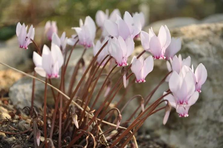 種植仙客來(lái)多開(kāi)花的小技巧