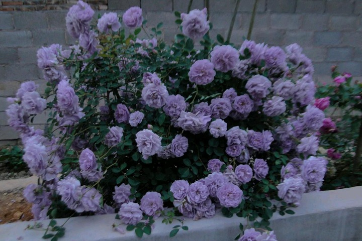 http://m.w5756com.com/d/file/202110/1634533655598646.jpg