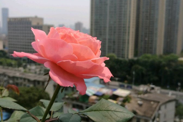 火烈鳥(niǎo)月季