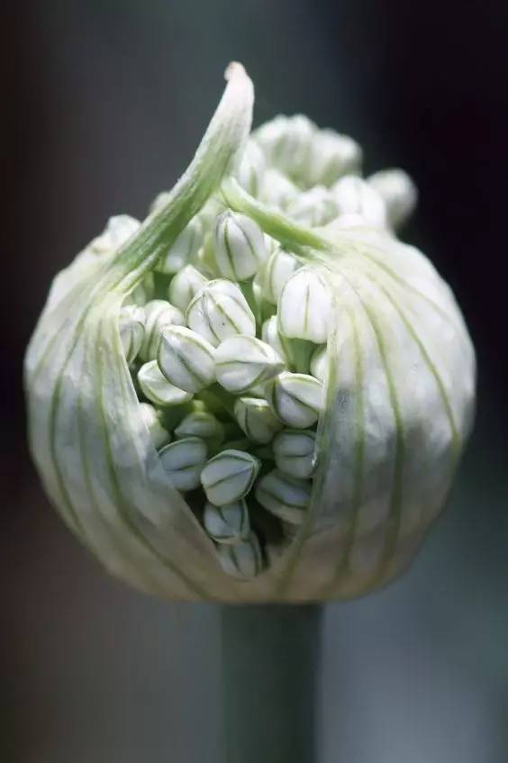 哪些花園植物具有驅(qū)蚊功效？