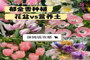 郁金香用什么盆種植，盆栽用什么土比較好