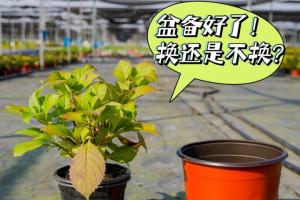 繡球花什么時(shí)候換盆，怎么換盆