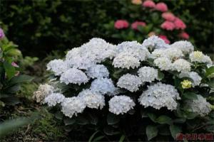 適合在北陽(yáng)臺(tái)種植的繡球花推薦