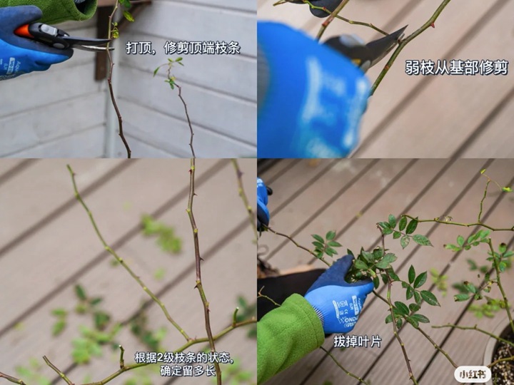 藤本月季花柱冬季牽引指南 