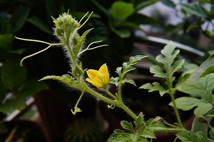 [西瓜種子]西瓜種子圖片_催芽_種植方法