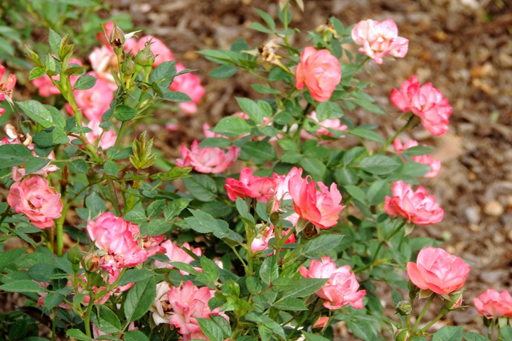 十姊妹薔薇 TEN SISTERS