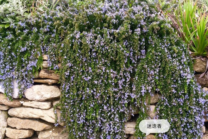 香草植物有哪些,好看又好養(yǎng)的香草植物推薦