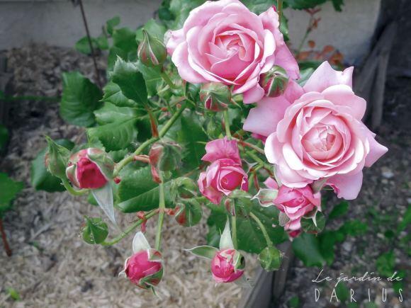 雷杜德獎(jiǎng)Prix P. J. Redouté 
