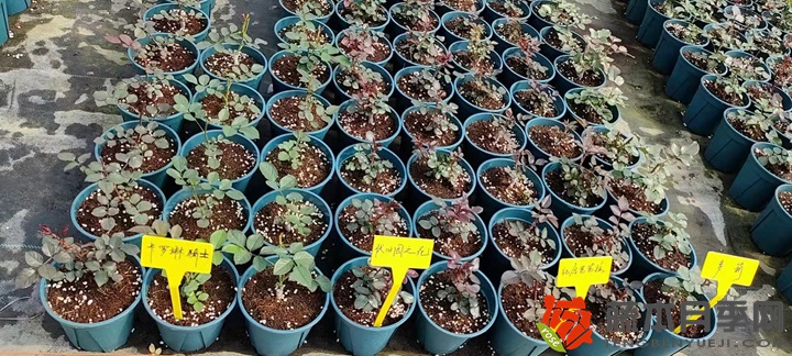 30萬棵新品月季根接苗火熱發(fā)售中！