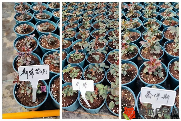 30萬棵新品月季根接苗火熱發(fā)售中！