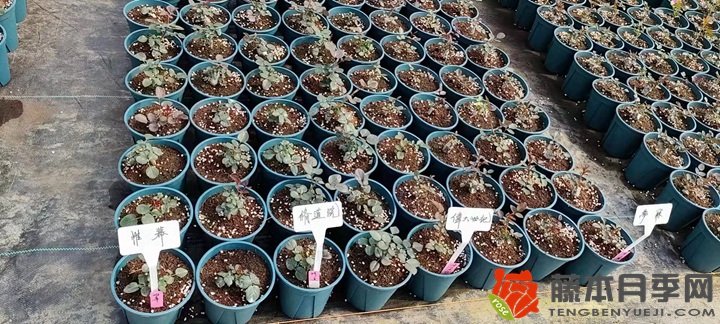 30萬棵新品月季根接苗火熱發(fā)售中！