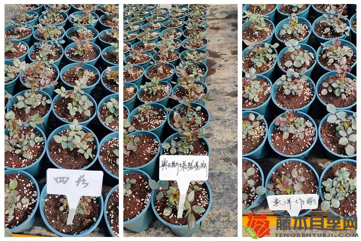 30萬棵新品月季根接苗火熱發(fā)售中！