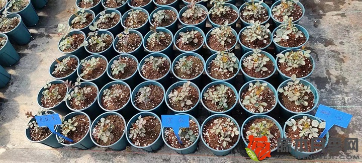 30萬棵新品月季根接苗火熱發(fā)售中！