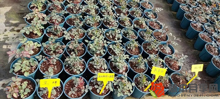 30萬棵新品月季根接苗火熱發(fā)售中！