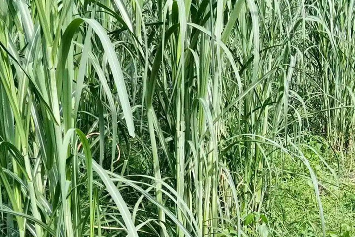 甜象草適合北方種植嗎(耐不耐寒)