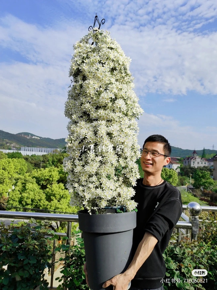 銀幣鐵線鏈的種植養(yǎng)護(hù)經(jīng)驗分享