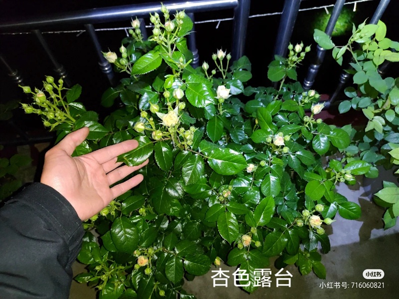 盆栽月季花爆花養(yǎng)護攻略(養(yǎng)眼的花苞圖賞)