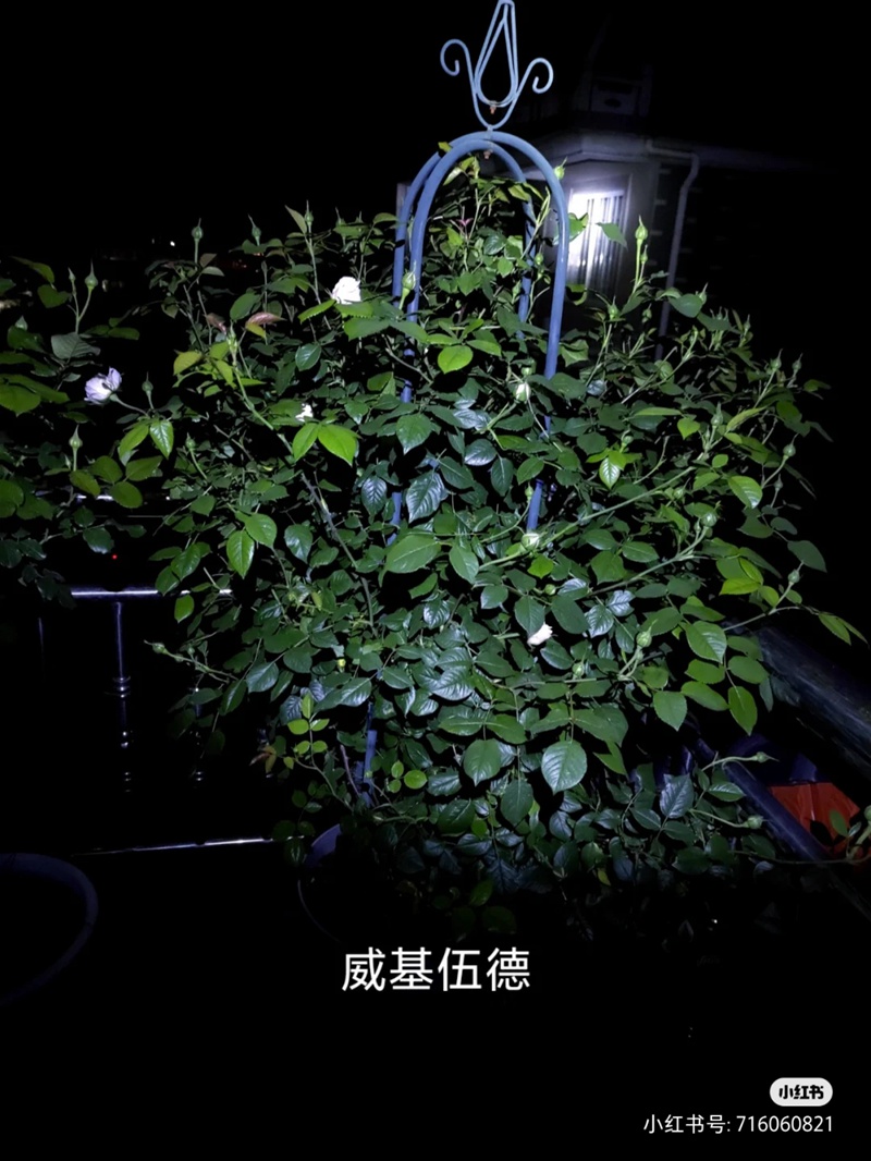 盆栽月季花爆花養(yǎng)護攻略(養(yǎng)眼的花苞圖賞)