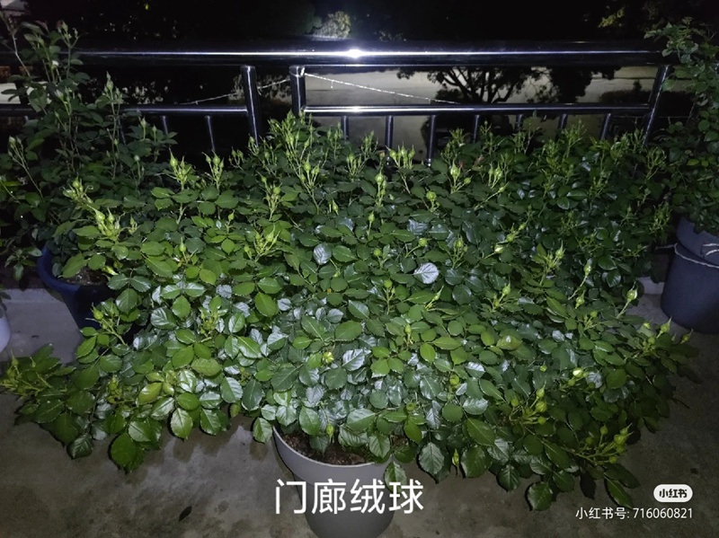 盆栽月季花爆花養(yǎng)護攻略(養(yǎng)眼的花苞圖賞)