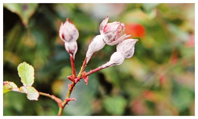 月季初春病害多，防治教程都在此。想要春暖花開，教你搞定病害