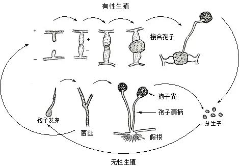 春季月季黑斑病的預(yù)防及處理措施