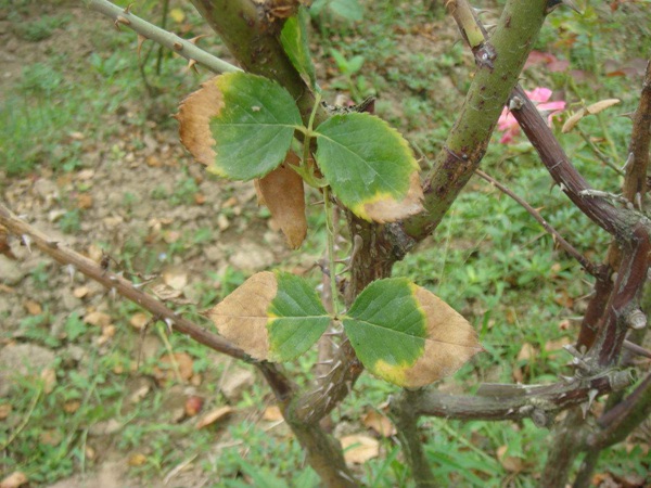 月季灰霉病的癥狀特點和防治方法