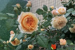 2023年月季花價(jià)格多少錢一棵
