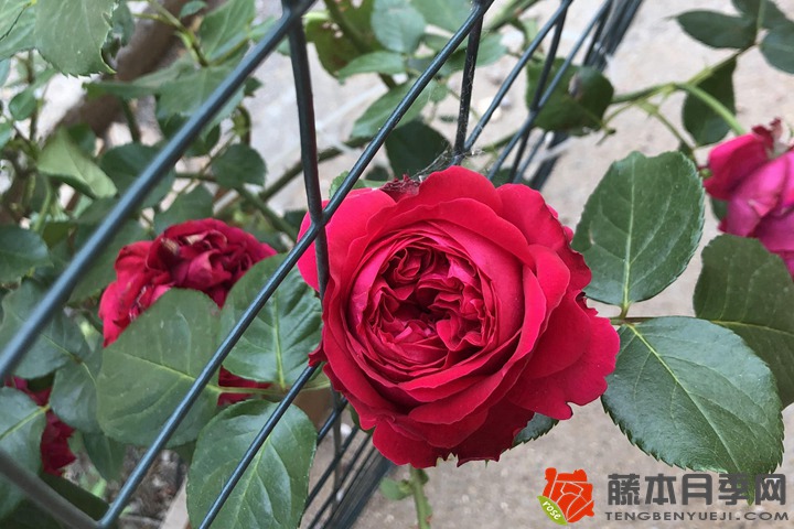 月季花代表什么象征意義