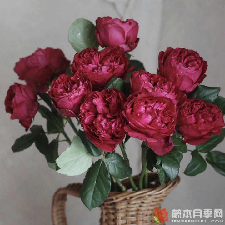 優(yōu)雅樹莓Raspberry Elegance