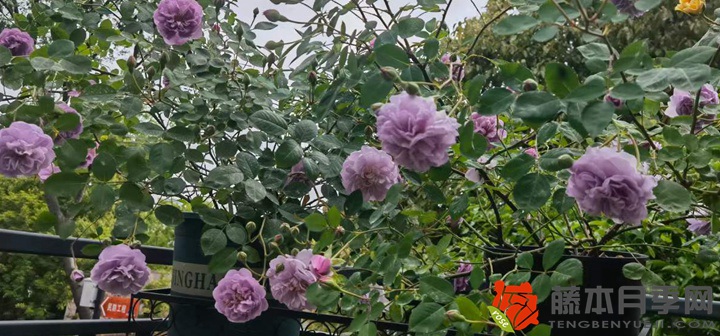 藍(lán)色陰雨月季一年開幾次花