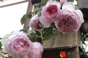 月季花象征什么精神品質(zhì)(月季花的精神內(nèi)涵)