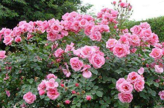 月季花的花語(yǔ)和月季花的象征寓意