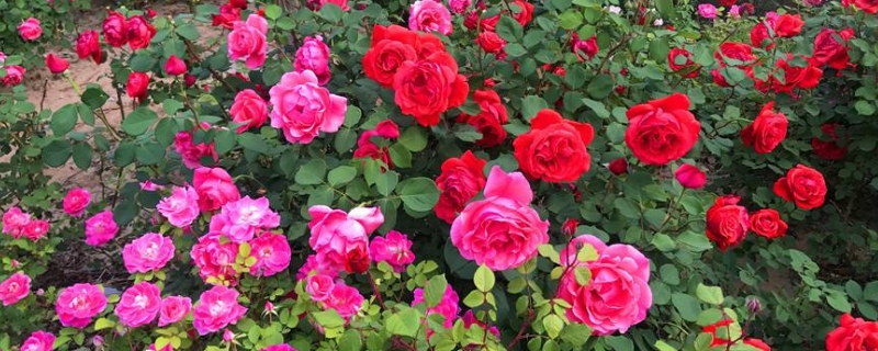 月季花的花語(yǔ)和月季花的象征寓意