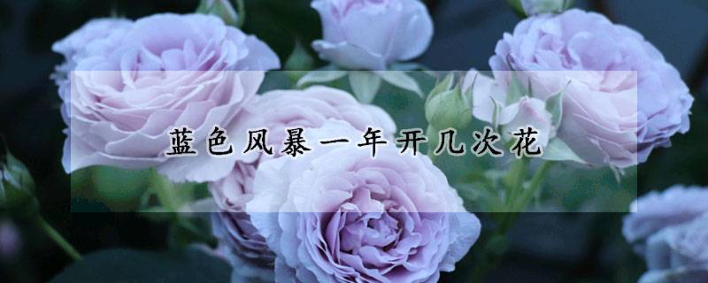 藍色風(fēng)暴月季一年開幾次花