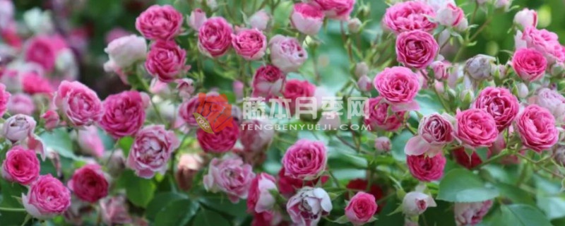 胭脂扣一年開幾次花