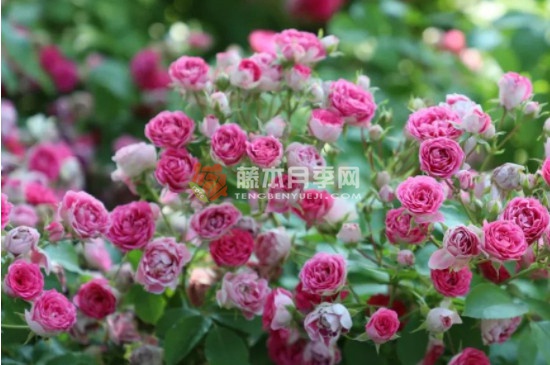 胭脂扣一年開幾次花