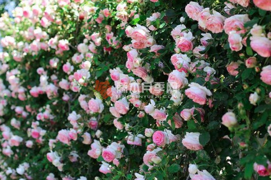 胭脂扣一年開幾次花