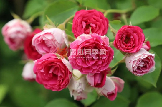胭脂扣一年開幾次花